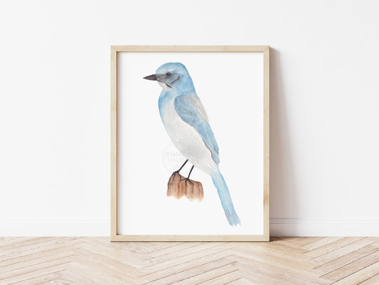 Scrub-jay Wall Art, Watercolor Bird Print