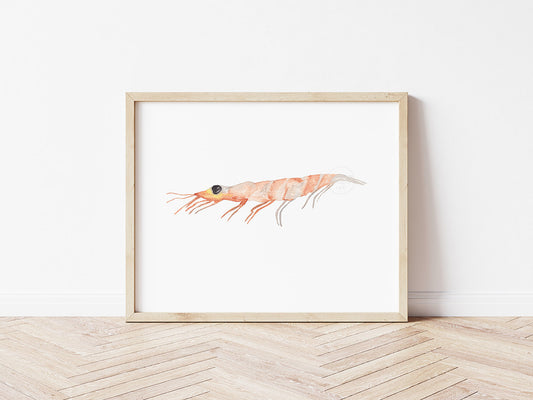 Shrimp Art Print, Sea Creature Artwork, Zoo Plankton, Coastal Wall Decor